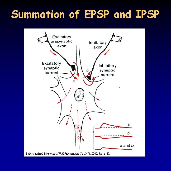 Summation of EPSP and IPSP Eckert: Animal Physiology, W. H. Freeman and Co. ,