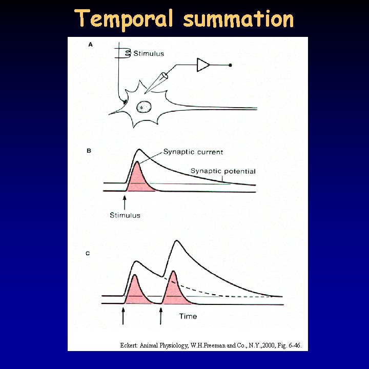 Temporal summation Eckert: Animal Physiology, W. H. Freeman and Co. , N. Y. ,