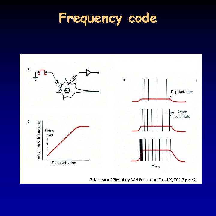 Frequency code Eckert: Animal Physiology, W. H. Freeman and Co. , N. Y. ,