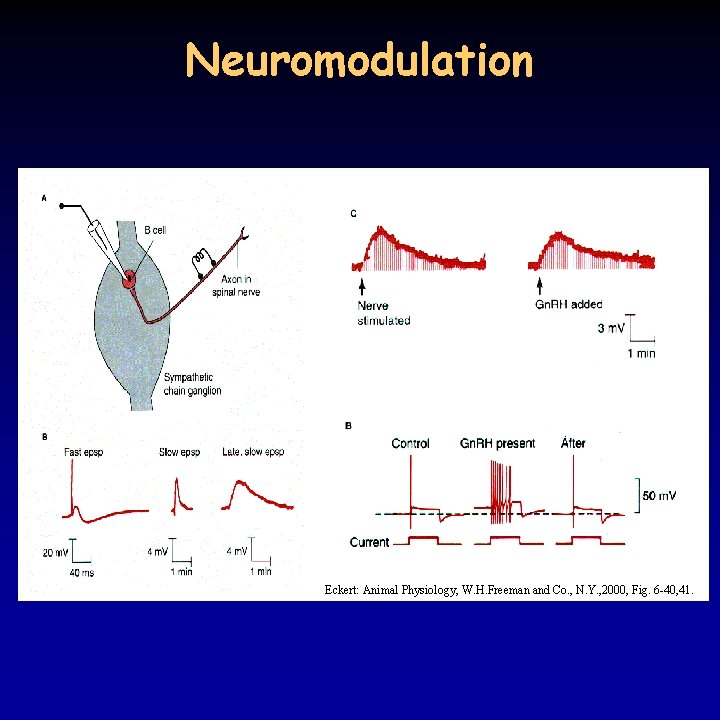 Neuromodulation Eckert: Animal Physiology, W. H. Freeman and Co. , N. Y. , 2000,