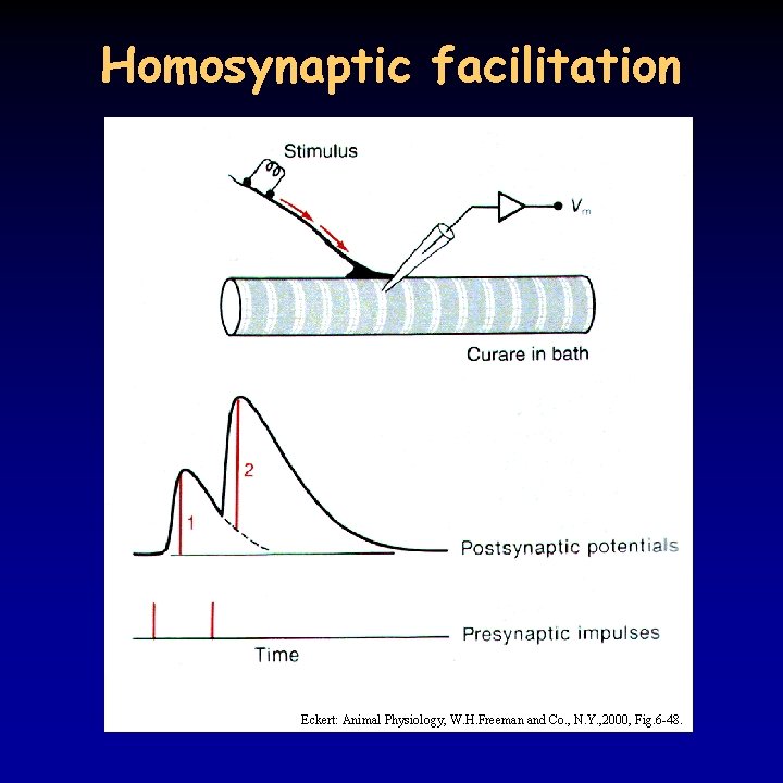 Homosynaptic facilitation Eckert: Animal Physiology, W. H. Freeman and Co. , N. Y. ,