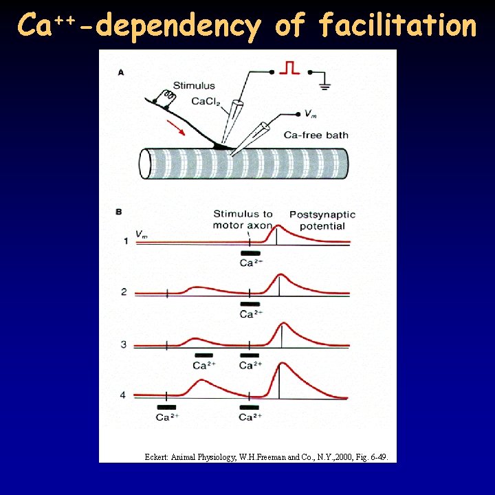 Ca++-dependency of facilitation Eckert: Animal Physiology, W. H. Freeman and Co. , N. Y.