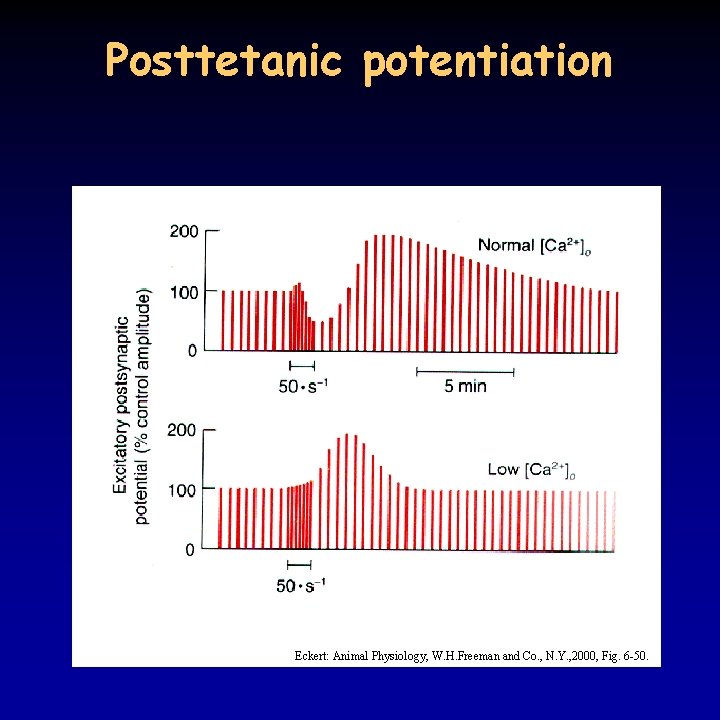 Posttetanic potentiation Eckert: Animal Physiology, W. H. Freeman and Co. , N. Y. ,