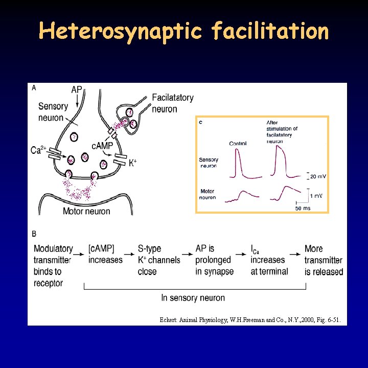 Heterosynaptic facilitation Eckert: Animal Physiology, W. H. Freeman and Co. , N. Y. ,