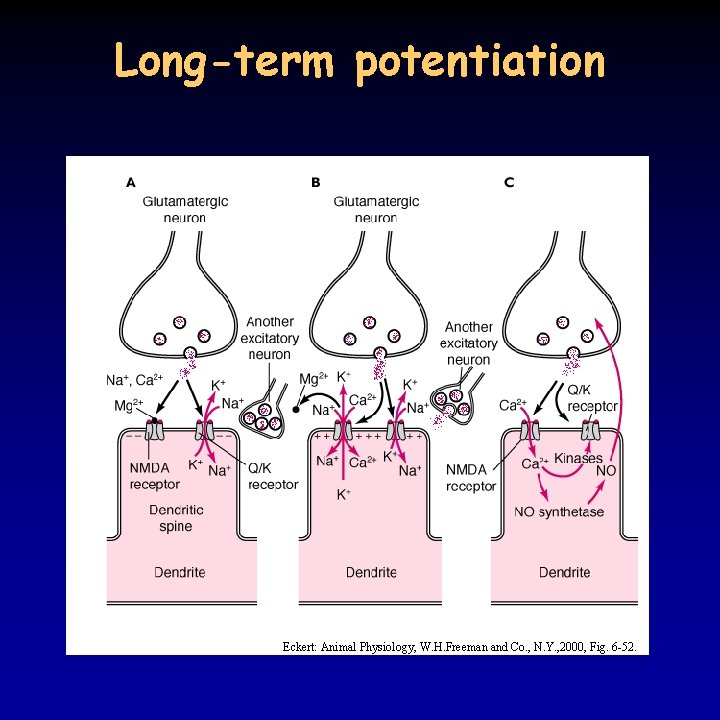 Long-term potentiation Eckert: Animal Physiology, W. H. Freeman and Co. , N. Y. ,