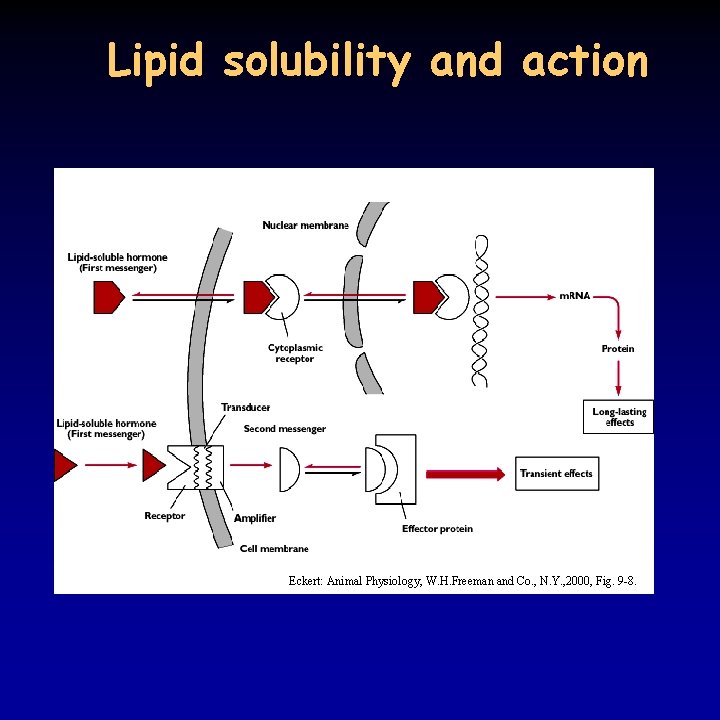 Lipid solubility and action Eckert: Animal Physiology, W. H. Freeman and Co. , N.