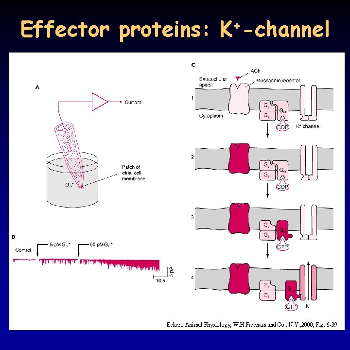 Effector proteins: K+-channel Eckert: Animal Physiology, W. H. Freeman and Co. , N. Y.