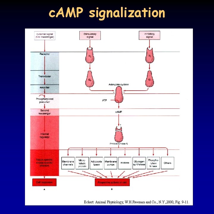 c. AMP signalization Eckert: Animal Physiology, W. H. Freeman and Co. , N. Y.