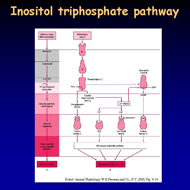 Inositol triphosphate pathway Eckert: Animal Physiology, W. H. Freeman and Co. , N. Y.