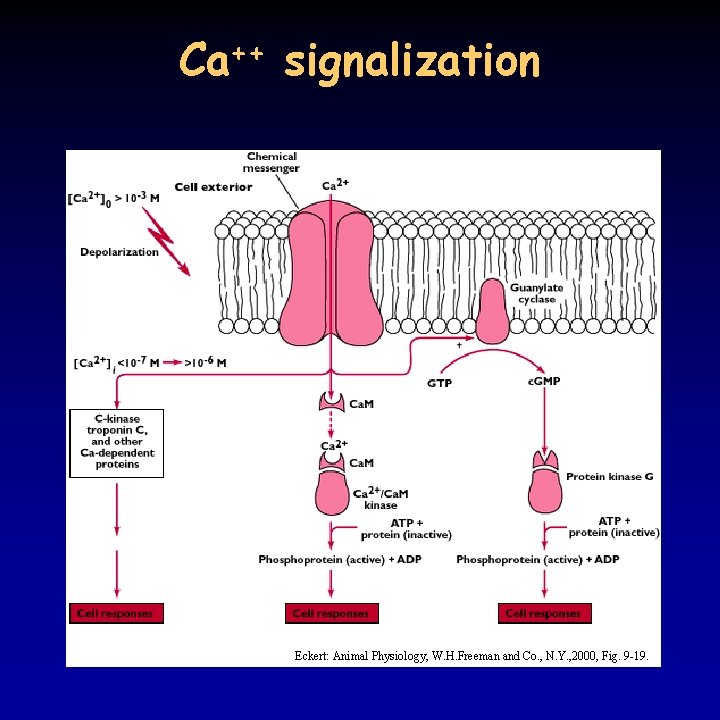 Ca++ signalization Eckert: Animal Physiology, W. H. Freeman and Co. , N. Y. ,