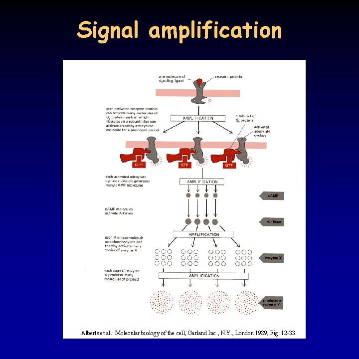 Signal amplification Alberts et al. : Molecular biology of the cell, Garland Inc. ,