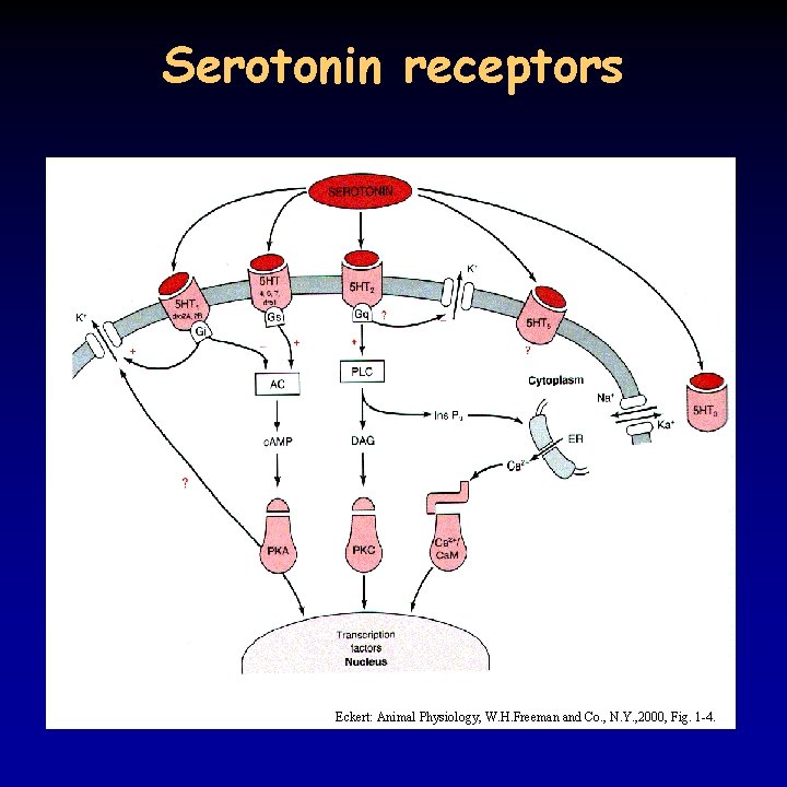 Serotonin receptors Eckert: Animal Physiology, W. H. Freeman and Co. , N. Y. ,