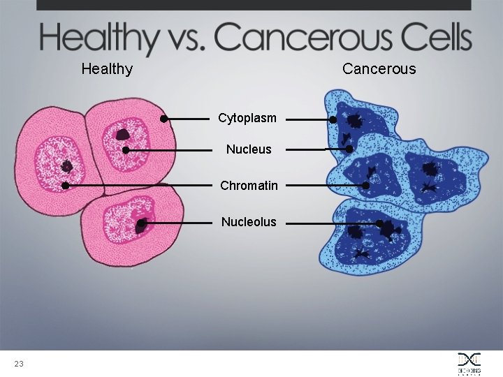 Healthy Cancerous Cytoplasm Nucleus Chromatin Nucleolus 23 