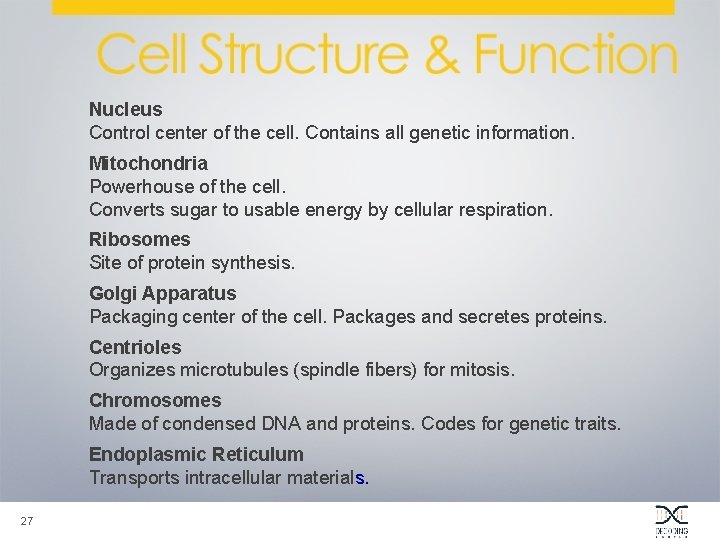 Nucleus Control center of the cell. Contains all genetic information. Mitochondria Powerhouse of the