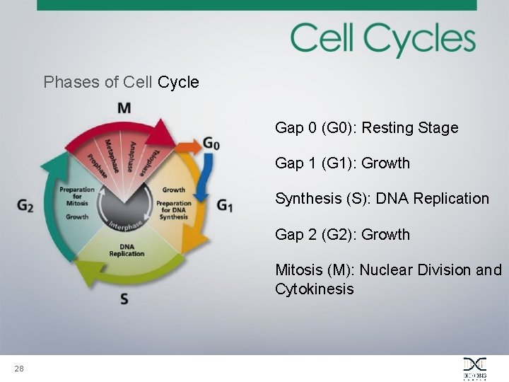 Phases of Cell Cycle Gap 0 (G 0): Resting Stage Gap 1 (G 1):