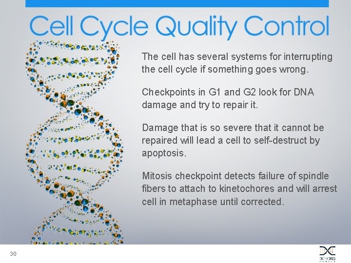 The cell has several systems for interrupting the cell cycle if something goes wrong.