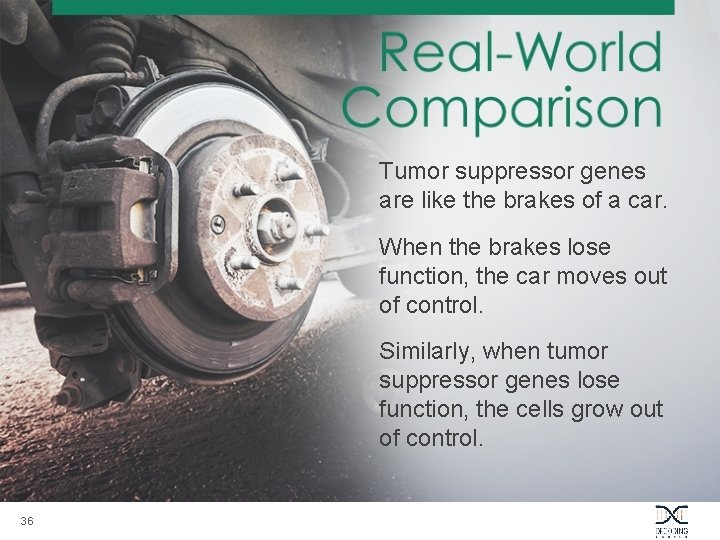 Tumor suppressor genes are like the brakes of a car. When the brakes lose