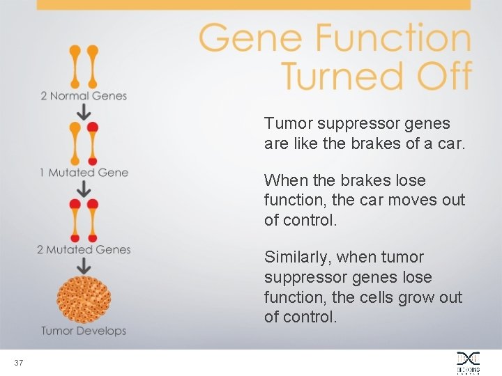 Tumor suppressor genes are like the brakes of a car. When the brakes lose