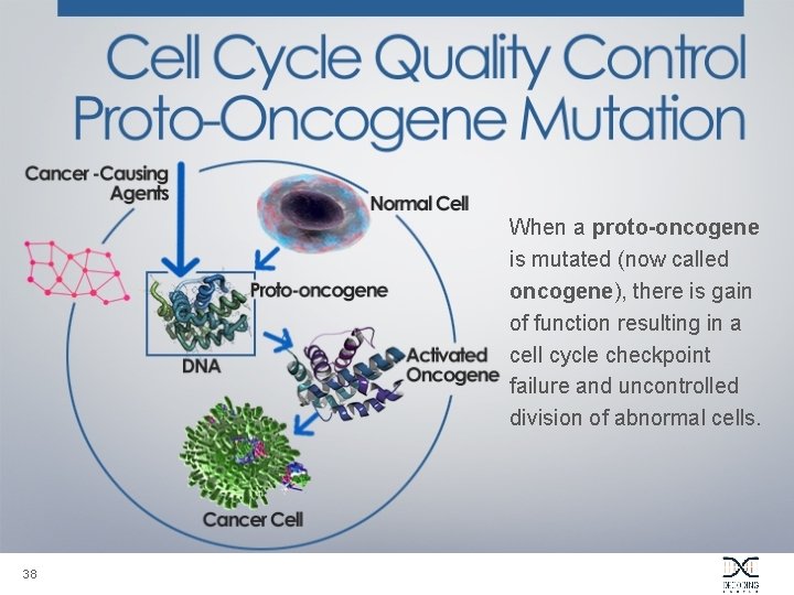 When a proto-oncogene is mutated (now called oncogene), there is gain of function resulting