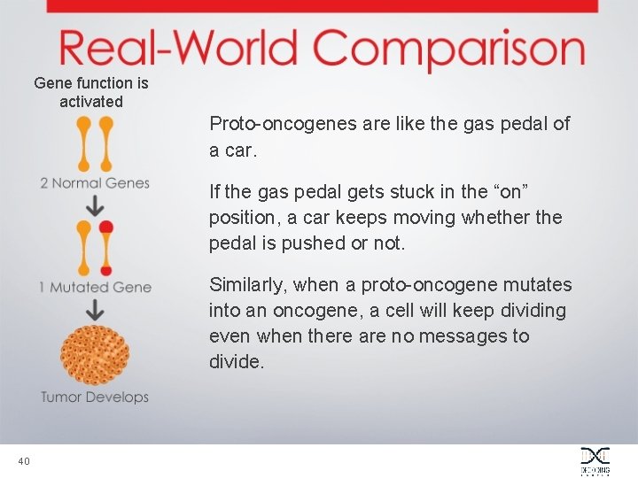 Gene function is activated Proto-oncogenes are like the gas pedal of a car. If