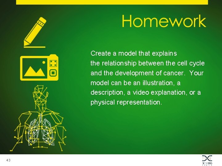 Create a model that explains the relationship between the cell cycle and the development