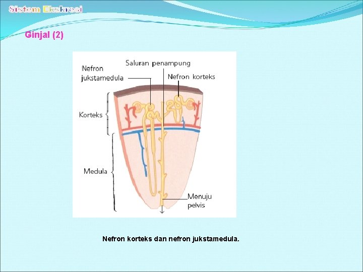 Ginjal (2) Nefron korteks dan nefron jukstamedula. 