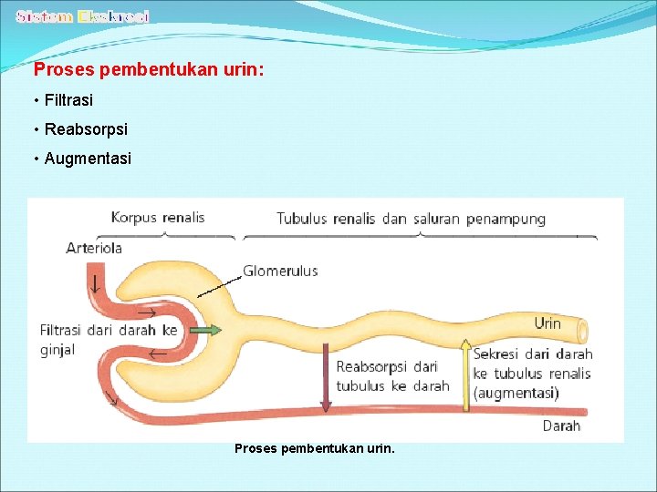 Proses pembentukan urin: • Filtrasi • Reabsorpsi • Augmentasi Proses pembentukan urin. 