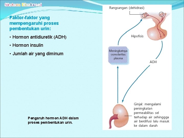 Faktor-faktor yang mempengaruhi proses pembentukan urin: • Hormon antidiuretik (ADH) • Hormon insulin •