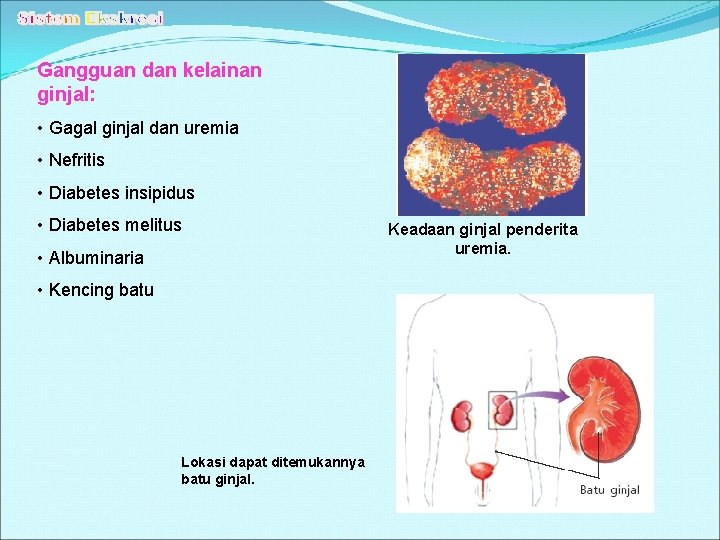 Gangguan dan kelainan ginjal: • Gagal ginjal dan uremia • Nefritis • Diabetes insipidus