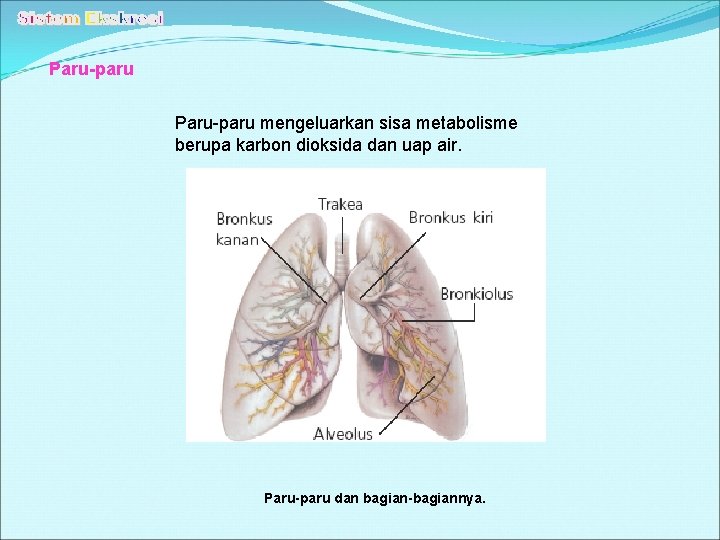 Paru-paru mengeluarkan sisa metabolisme berupa karbon dioksida dan uap air. Paru-paru dan bagian-bagiannya. 