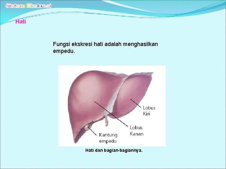 Hati Fungsi ekskresi hati adalah menghasilkan empedu. Hati dan bagian-bagiannya. 