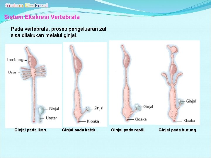 Sistem Ekskresi Vertebrata Pada vertebrata, proses pengeluaran zat sisa dilakukan melalui ginjal. Ginjal pada