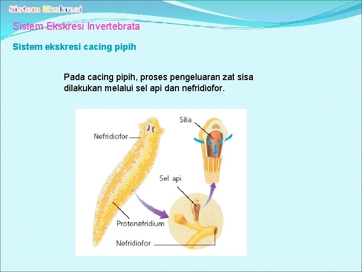 Sistem Ekskresi Invertebrata Sistem ekskresi cacing pipih Pada cacing pipih, proses pengeluaran zat sisa