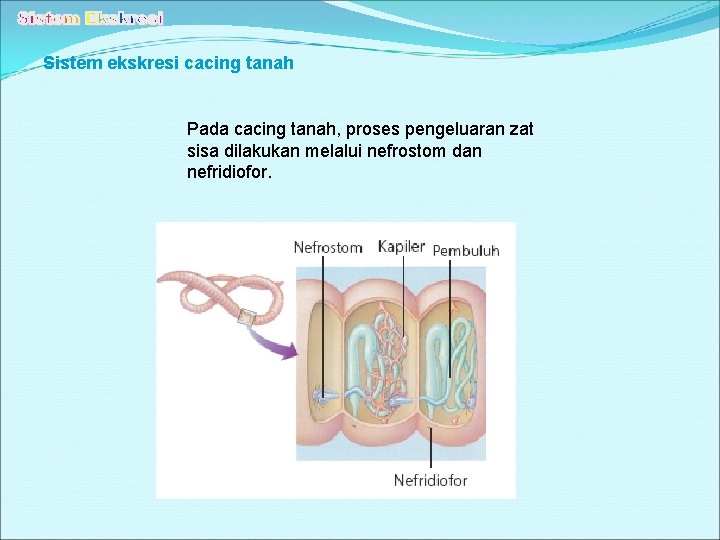 Sistem ekskresi cacing tanah Pada cacing tanah, proses pengeluaran zat sisa dilakukan melalui nefrostom