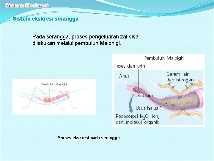 Sistem ekskresi serangga Pada serangga, proses pengeluaran zat sisa dilakukan melalui pembuluh Malphigi. Proses