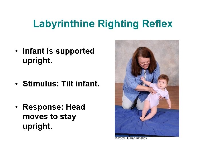 Labyrinthine Righting Reflex • Infant is supported upright. • Stimulus: Tilt infant. • Response: