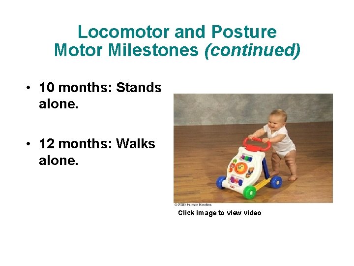 Locomotor and Posture Motor Milestones (continued) • 10 months: Stands alone. • 12 months: