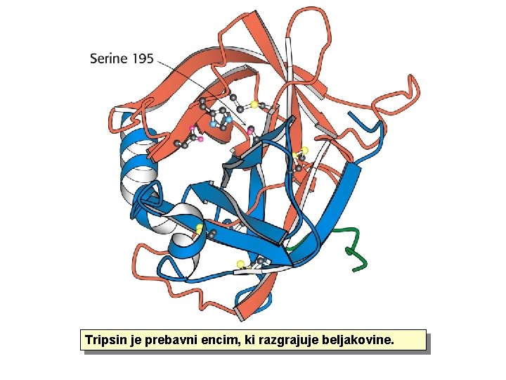 Tripsin je prebavni encim, ki razgrajuje beljakovine. 