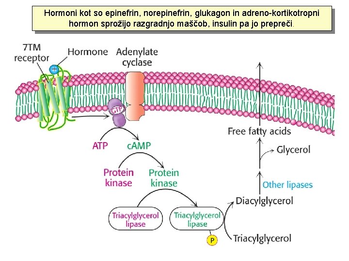 Hormoni kot so epinefrin, norepinefrin, glukagon in adreno-kortikotropni hormon sprožijo razgradnjo maščob, insulin pa