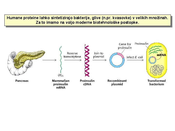 Humane proteine lahko sintetizirajo bakterije, glive (n. pr. kvasovke) v velikih množinah. Za to