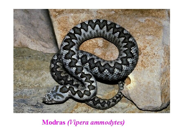 Modras (Vipera ammodytes) 