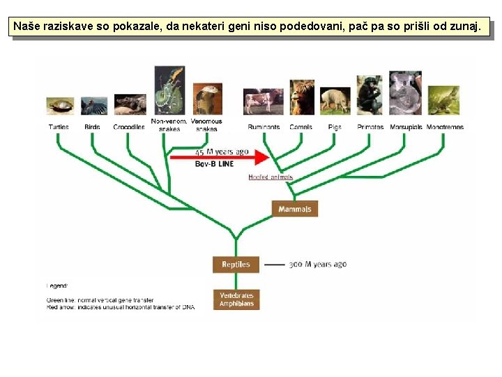 Naše raziskave so pokazale, da nekateri geni niso podedovani, pač pa so prišli od