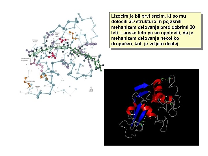 Lizocim je bil prvi encim, ki so mu določili 3 D strukturo in pojasnili