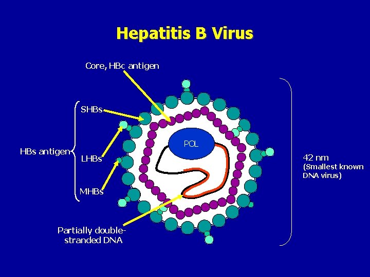 Hepatitis B Virus Core, HBc antigen SHBs antigen POL LHBs MHBs Partially doublestranded DNA