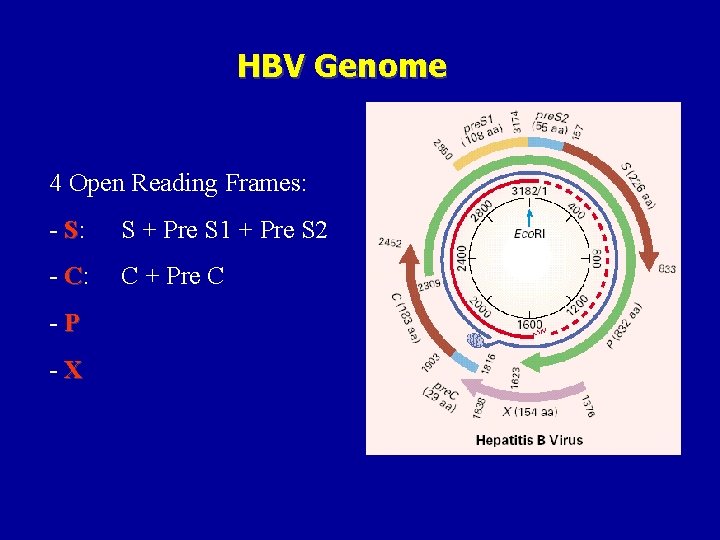 HBV Genome 4 Open Reading Frames: - S: S + Pre S 1 +