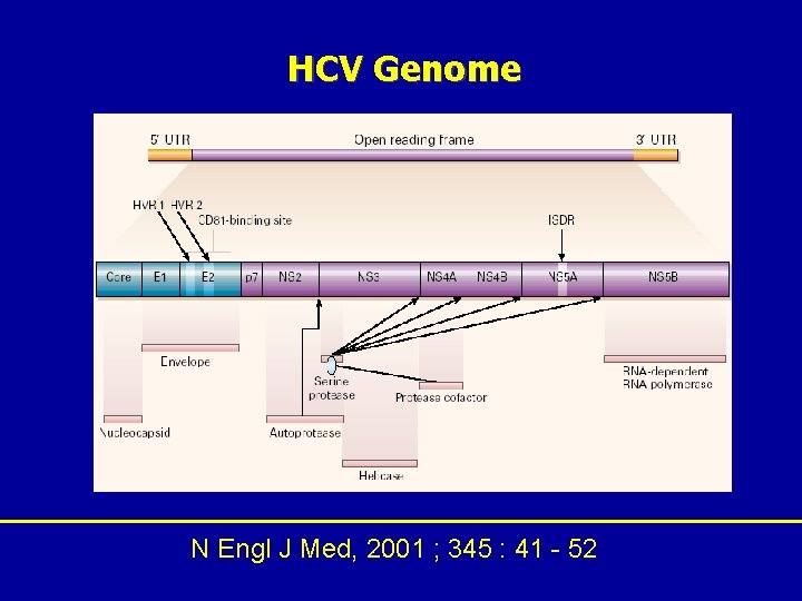 HCV Genome N Engl J Med, 2001 ; 345 : 41 - 52 