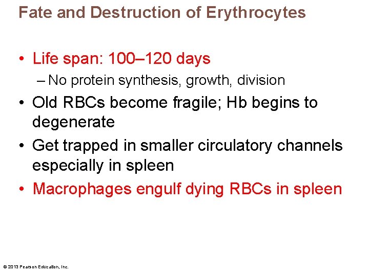 Fate and Destruction of Erythrocytes • Life span: 100– 120 days – No protein