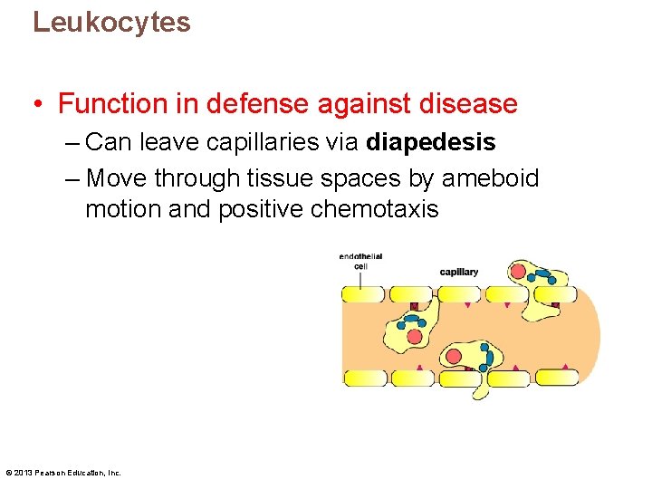 Leukocytes • Function in defense against disease – Can leave capillaries via diapedesis –