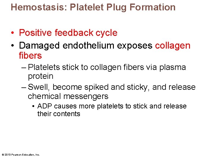 Hemostasis: Platelet Plug Formation • Positive feedback cycle • Damaged endothelium exposes collagen fibers