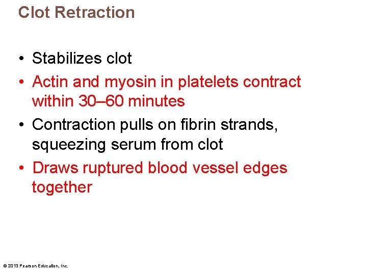 Clot Retraction • Stabilizes clot • Actin and myosin in platelets contract within 30–